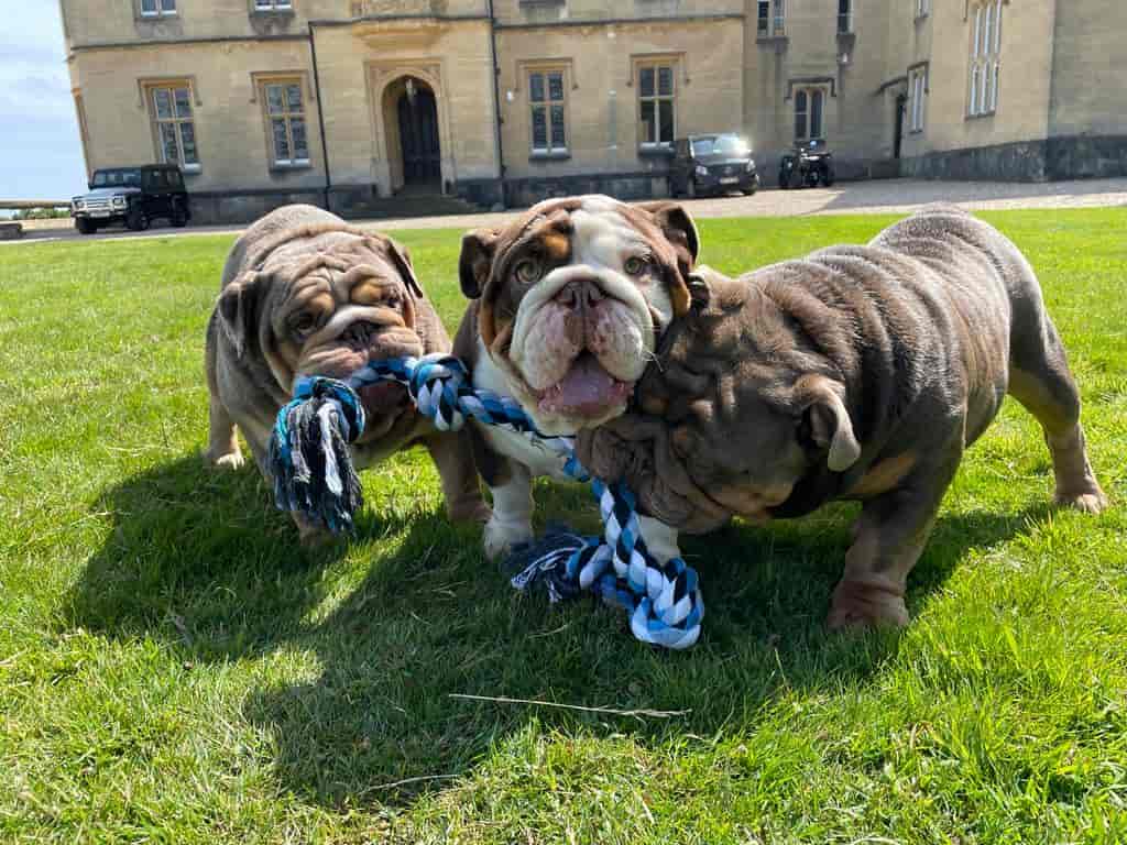 bulldophoto